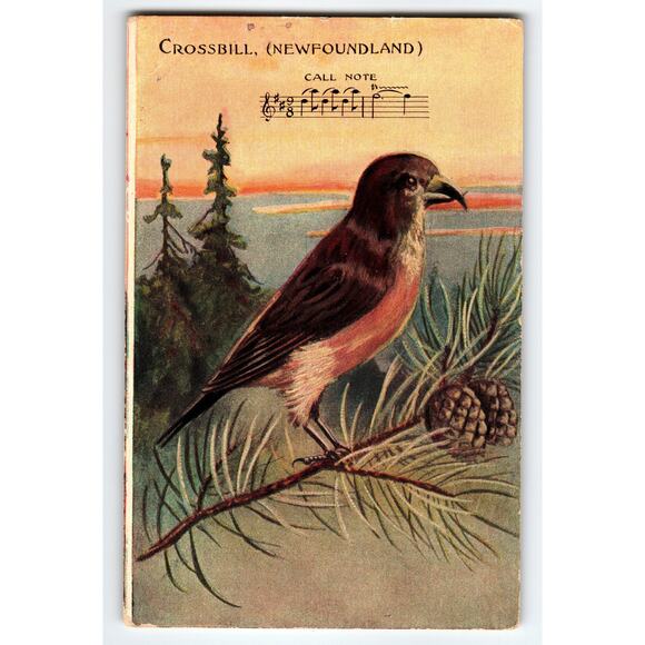 Vintage Crossbill Bird Newfoundland Lithograph Postcard with Call Note - Picture 1 of 2